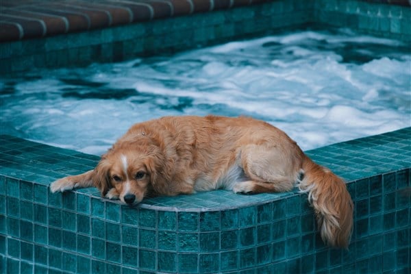 yüzmeyi seven köpekler